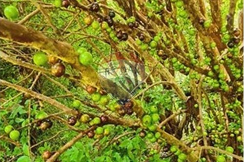 Slider Image Thumbnail