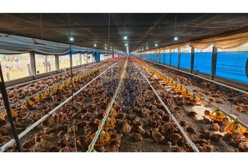 Venda-Chácara / Sítio / Fazenda-Centro , Uberaba , Minas Gerais , 38071180-870291025-115