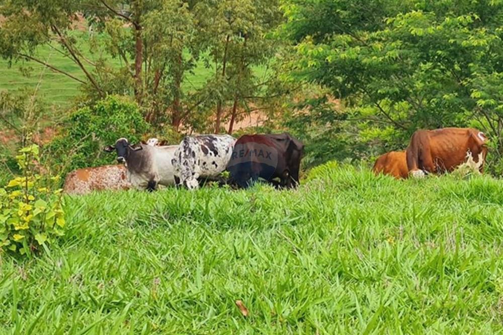 Fazenda - Venda - Pedro Leopoldo , Minas Gerais - WhatsApp Image 2025-12-11 at 15.17.04 (1).jpeg - 870411117-34