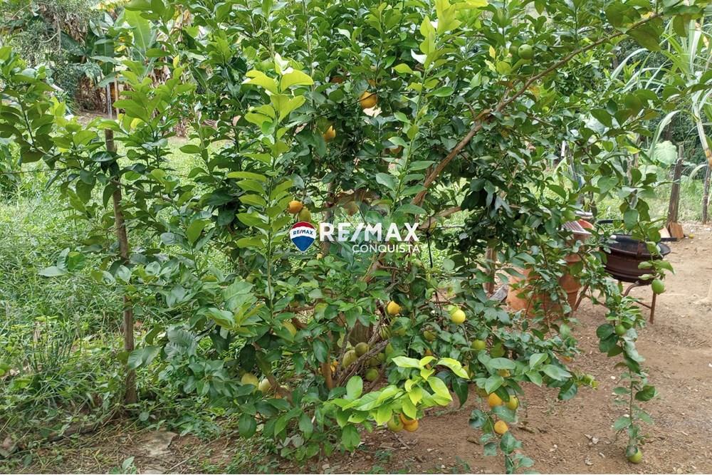 Chácara / Sítio / Fazenda - Venda - Ipanema , Minas Gerais - 6_image_6_watermark_seg._12052025_100557.jpg - 870451004-100