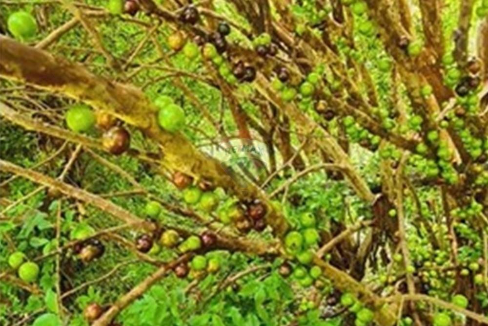 Fazenda - Venda - Pedro Leopoldo , Minas Gerais - WhatsApp Image 2025-12-11 at 16.48.25.jpeg - 870411117-34