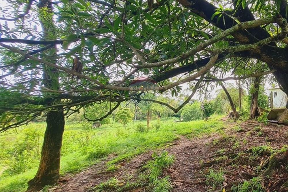 Fazenda - Venda - Pedro Leopoldo , Minas Gerais - WhatsApp Image 2025-12-11 at 16.48.42.jpeg - 870411117-34