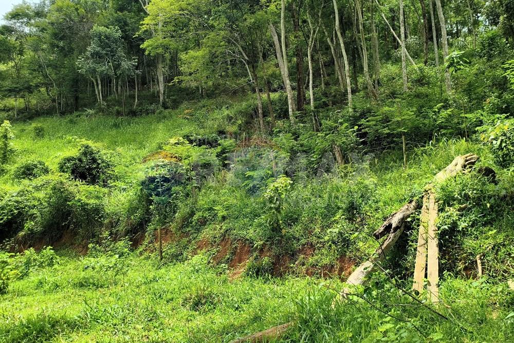 Chácara / Sítio / Fazenda - Venda - Taparuba , Minas Gerais - 3_image_3_watermark_ter._17022026_130809.jpg - 870451001-165