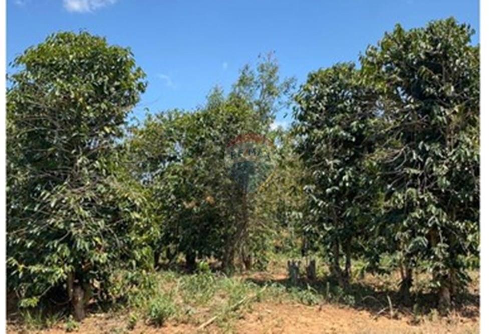 Chácara / Sítio / Fazenda - Venda - Casa Grande , Minas Gerais - WhatsApp Image 2025-11-10 at 11.27.37 (4).jpeg - 870411117-20