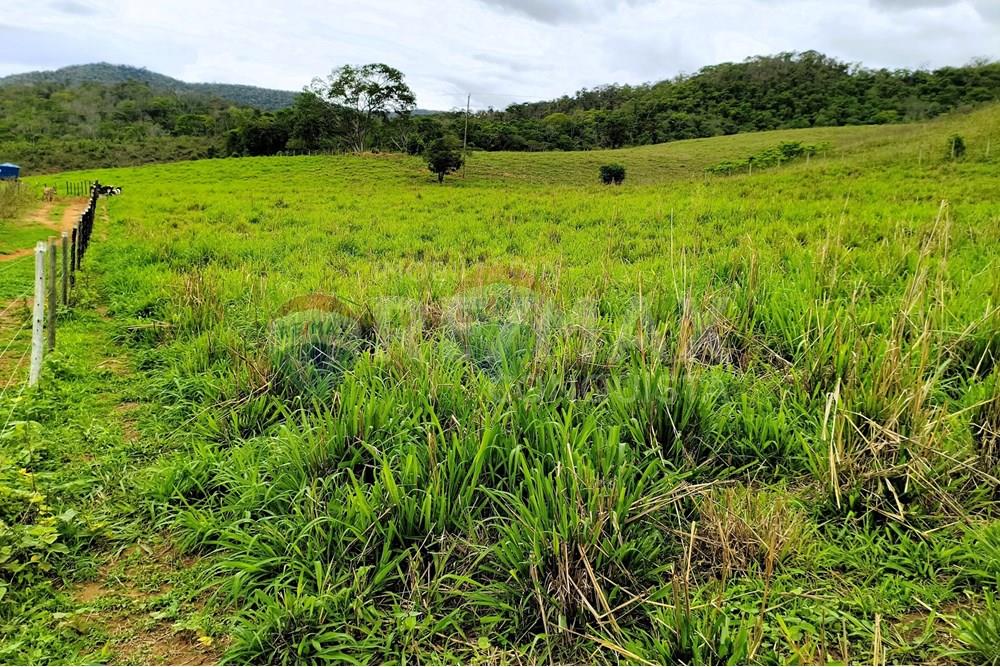 Chácara / Sítio / Fazenda - Venda - Ipanema , Minas Gerais - 1_image_1_watermark_qui._20112025_124952.jpg - 870451013-80