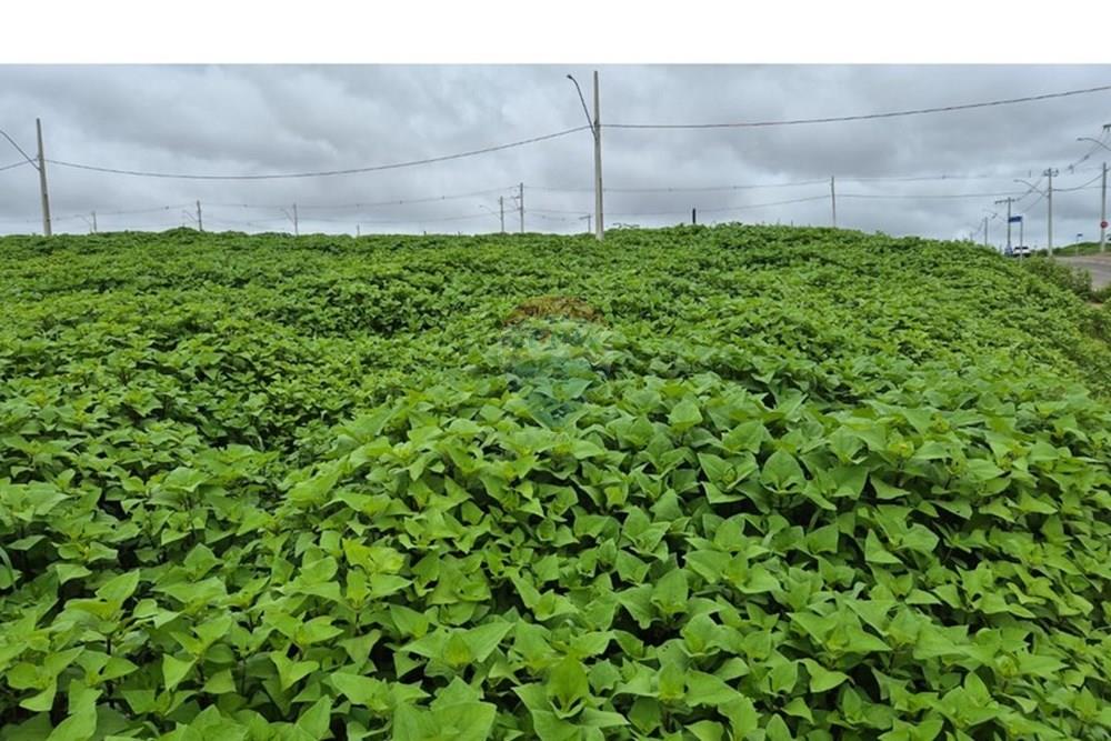 Terreno - Venda - Araxá , Minas Gerais - RODRIGO 6.jpeg - 870431054-10