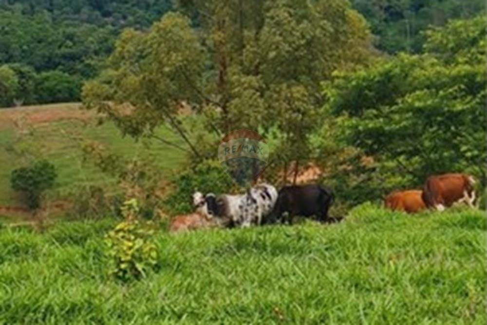 Fazenda - Venda - Pedro Leopoldo , Minas Gerais - WhatsApp Image 2025-12-11 at 15.17.03.jpeg - 870411117-34