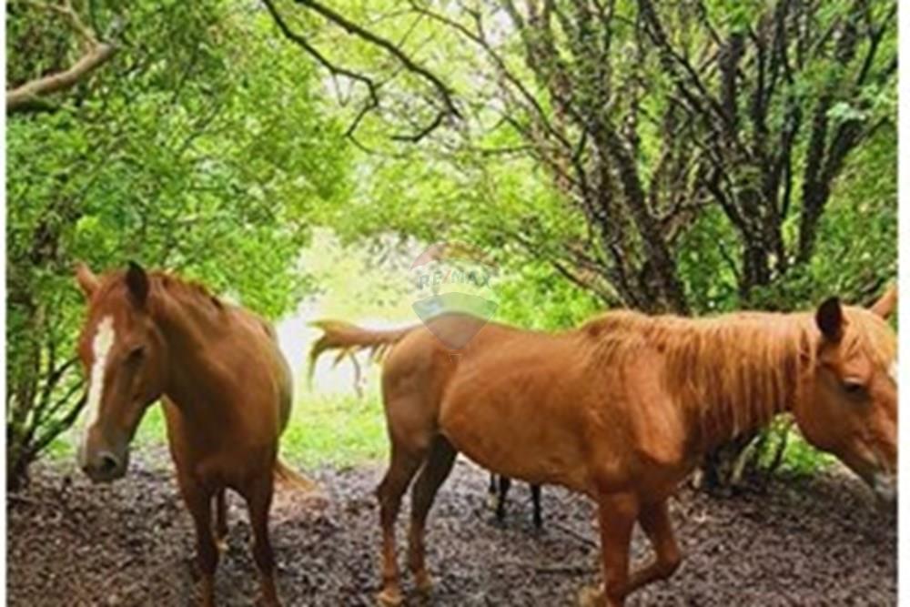 Fazenda - Venda - Pedro Leopoldo , Minas Gerais - WhatsApp Image 2025-12-11 at 16.48.17.jpeg - 870411117-34