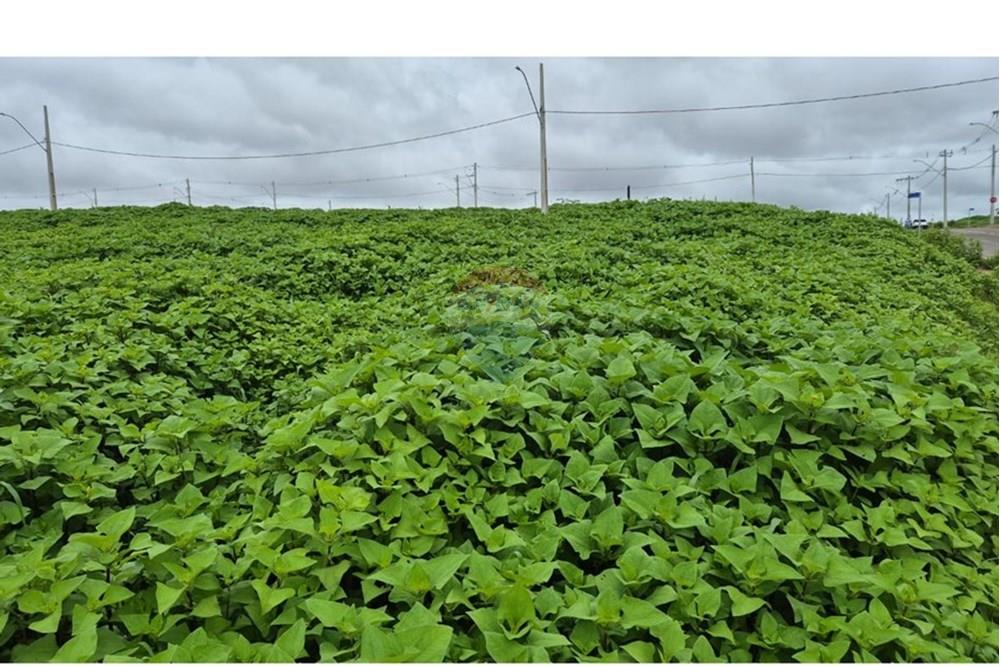 Terreno - Venda - Araxá , Minas Gerais - RODRIGO 6.jpeg - 870431054-10