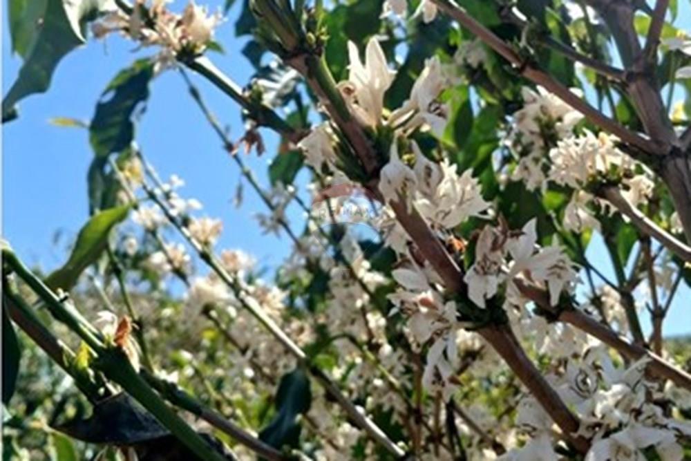 Chácara / Sítio / Fazenda - Venda - Piumhi , Minas Gerais - 20250816_113854.jpg - 870411101-9