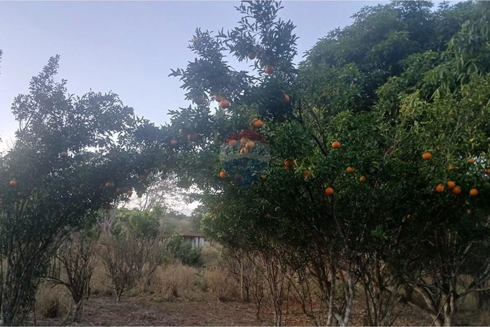 Chácara / Sítio / Fazenda - Venda - Pedro Leopoldo , Minas Gerais - 20250609_171802.jpg - 870411101-6