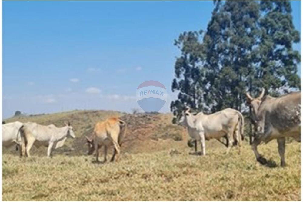 Chácara / Sítio / Fazenda - Venda - Casa Grande , Minas Gerais - foto 18.jpeg - 870411117-20
