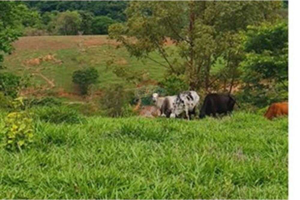 Fazenda - Venda - Pedro Leopoldo , Minas Gerais - WhatsApp Image 2025-12-11 at 15.17.04.jpeg - 870411117-34