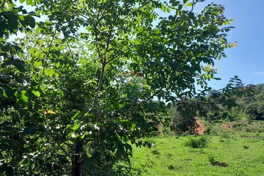 Terreno - Venda - Lagoa Santa , Minas Gerais - FOTO6 FAZENDA .jpg - 870421119-51