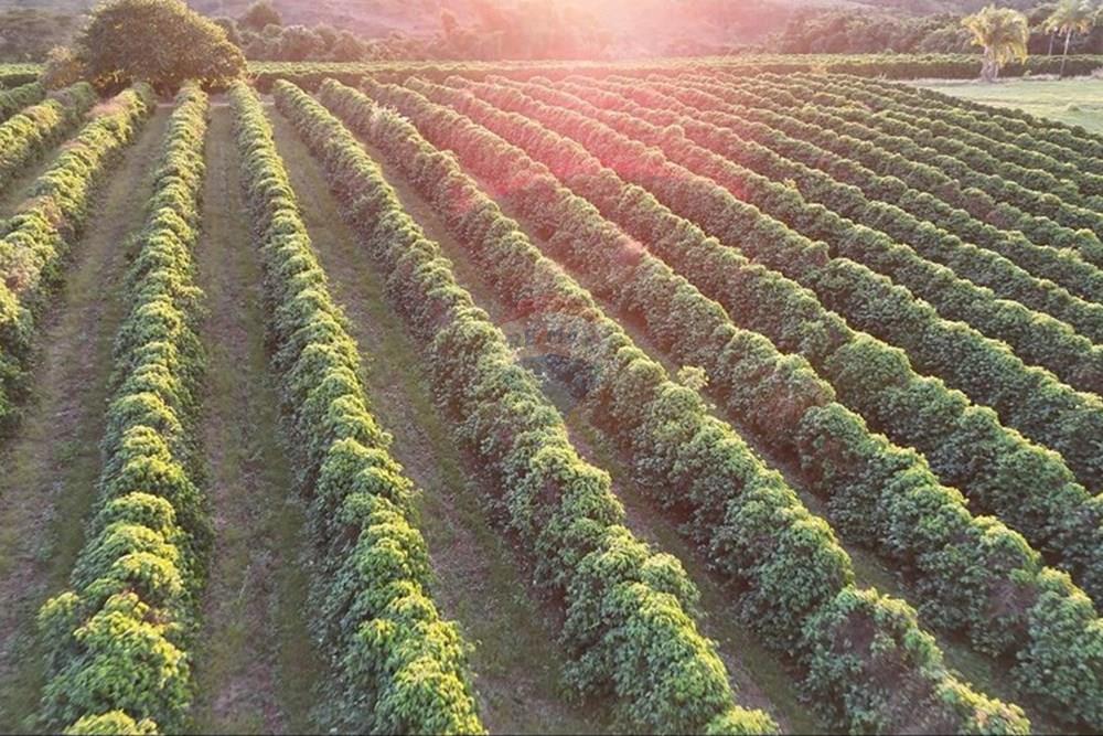 Fazenda - Venda - Ibiá , Minas Gerais - WhatsApp Image 2025-07-07 at 16.26.50 (2).jpeg - 870431012-52