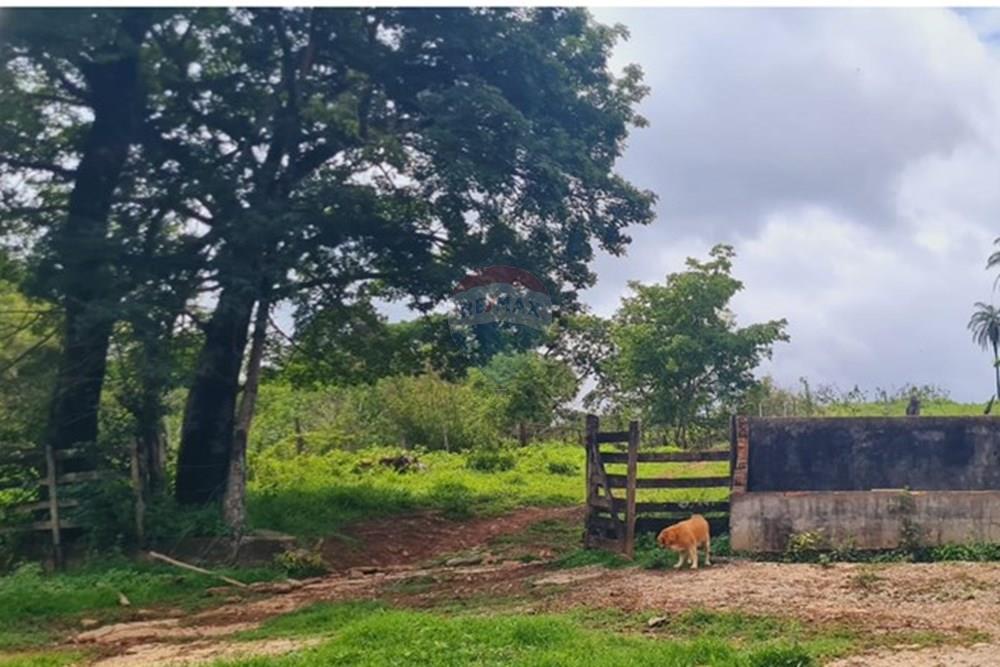 Fazenda - Venda - Pedro Leopoldo , Minas Gerais - 8f498dc2-35a0-4994-bb70-f86f83c827f2.jpeg - 870411117-34
