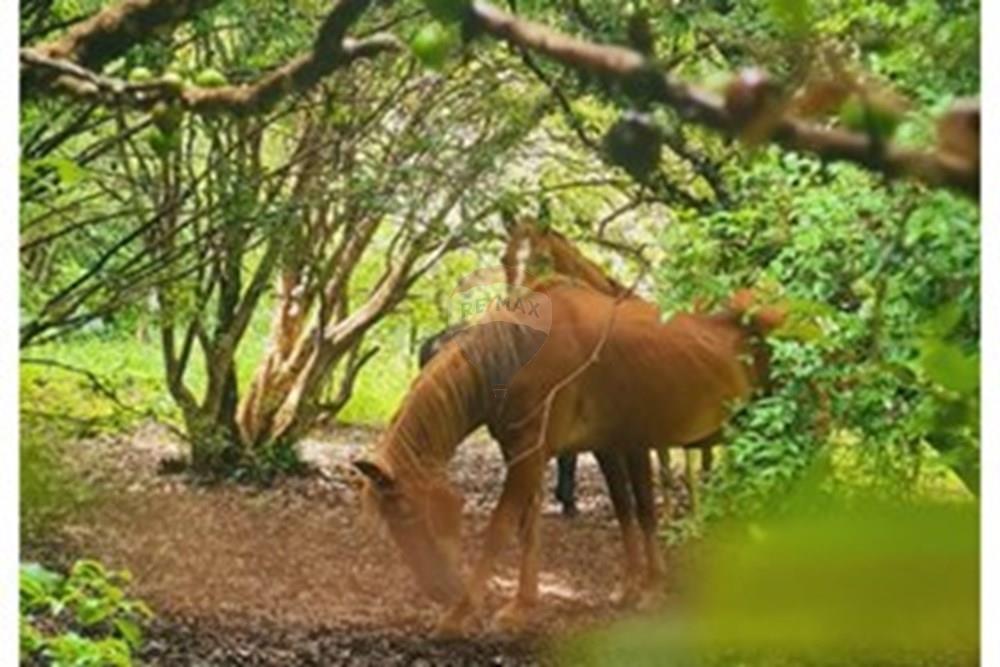 Fazenda - Venda - Pedro Leopoldo , Minas Gerais - WhatsApp Image 2025-12-11 at 16.48.23 (1).jpeg - 870411117-34