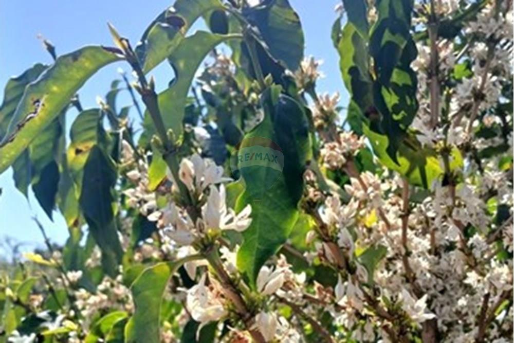 Chácara / Sítio / Fazenda - Venda - Piumhi , Minas Gerais - 20250816_113822.jpg - 870411101-9