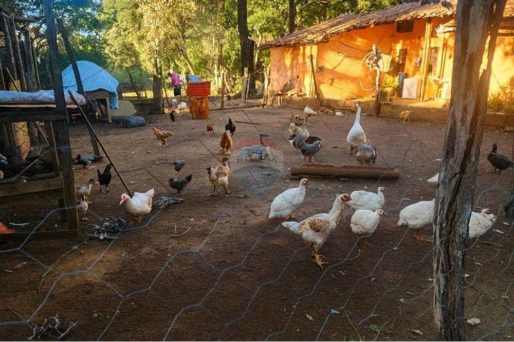 Chácara / Sítio / Fazenda - Venda - Ibirité , Minas Gerais - 3594d129-7ffa-4232-928f-091ce7f89325.jpeg - 870241024-77