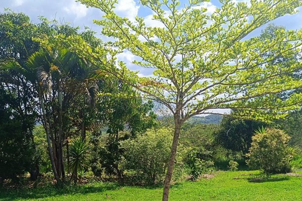 Terreno - Venda - Brumadinho , Minas Gerais - WhatsApp Image 2025-11-20 at 10.06.51.jpeg - 870421014-359