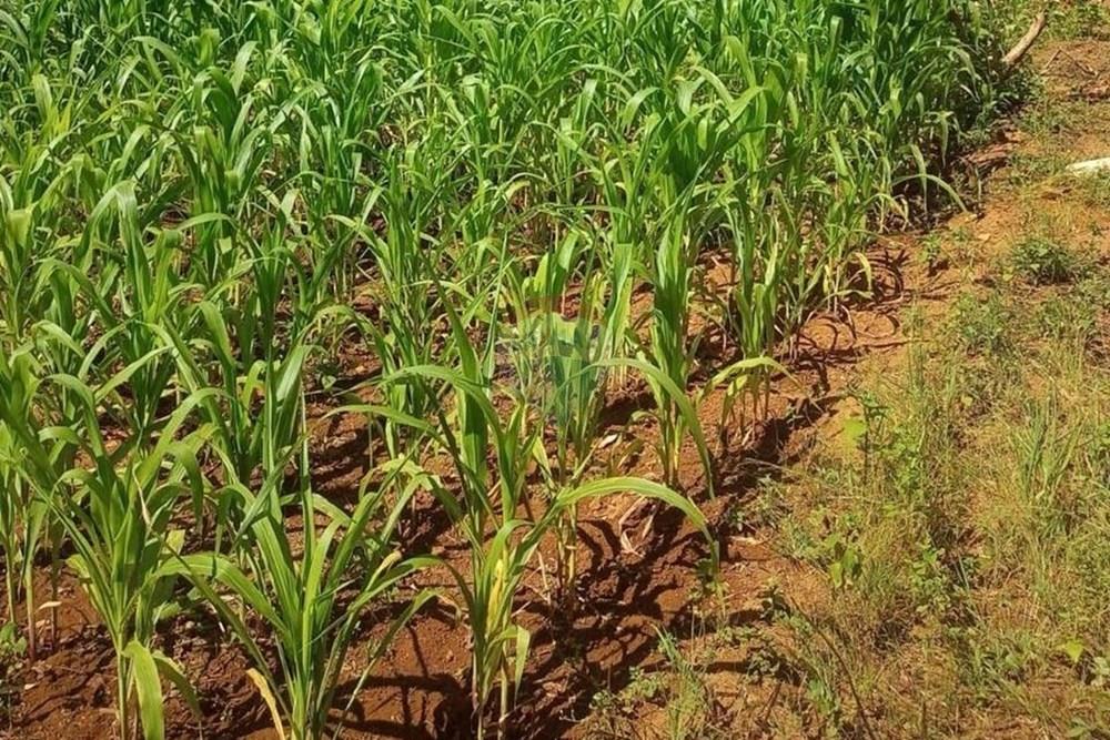 Chácara / Sítio / Fazenda - Venda - Araxá , Minas Gerais - D 14.jpeg - Quintal - 870431004-128