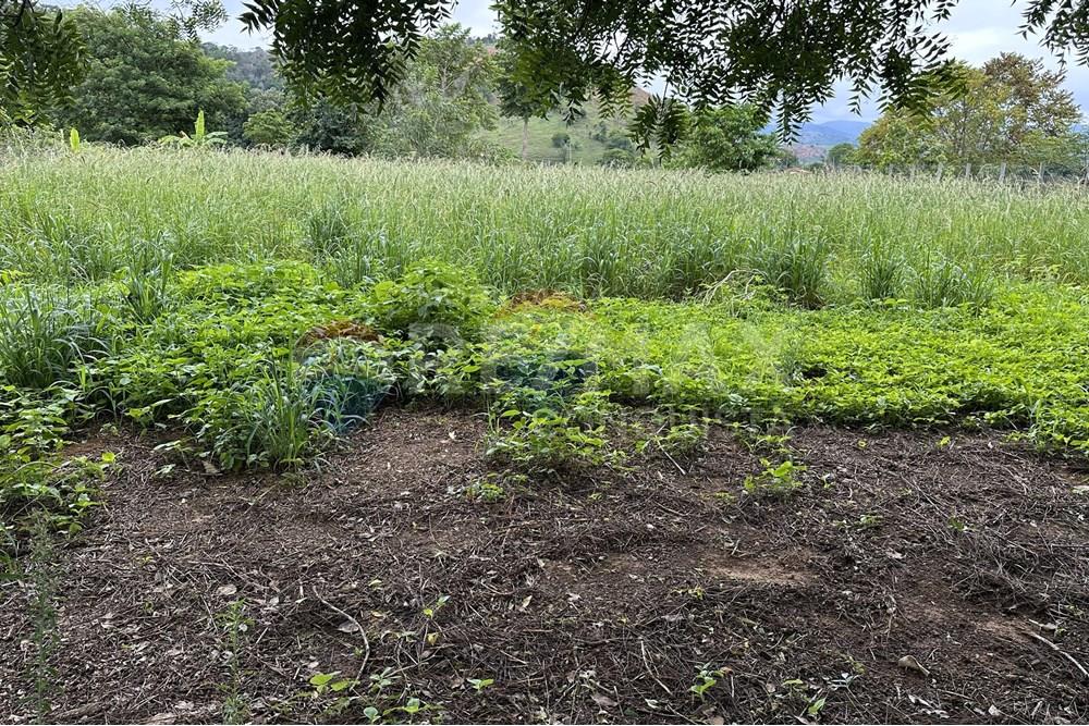 Chácara / Sítio / Fazenda - Venda - Ipanema , Minas Gerais - 5_image_5_watermark_ter._23122025_141227.jpg - 870451001-159