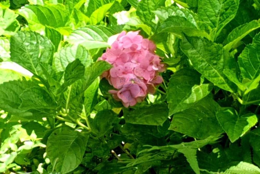 Casa de Condomínio - Venda - Nova Lima , Minas Gerais - foto casa jardim lado direito Hortência.jpeg - 870241097-27