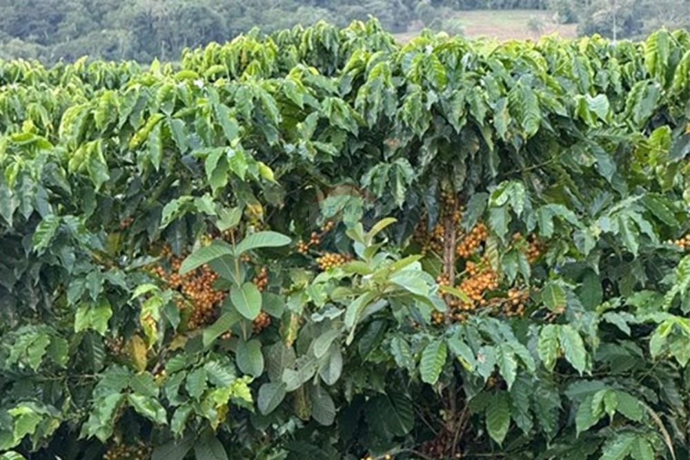 Fazenda - Venda - Ibiá , Minas Gerais - WhatsApp Image 2025-07-07 at 16.23.49 (5).jpeg - 870431012-52