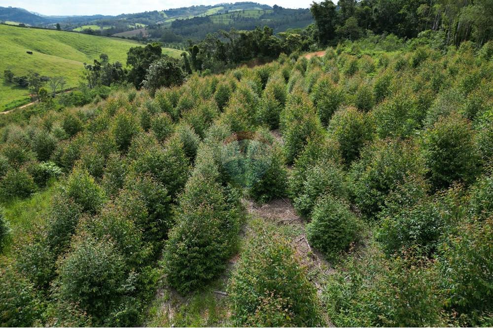 Fazenda - Venda - Caconde , São Paulo - DJI_0018.JPG - 870361041-102