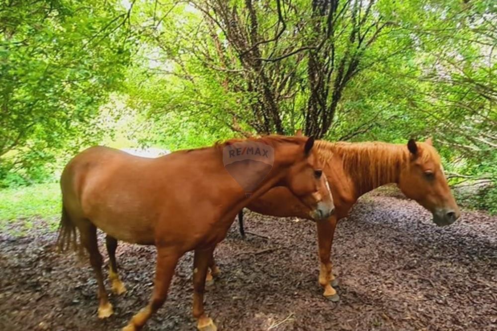 Fazenda - Venda - Pedro Leopoldo , Minas Gerais - WhatsApp Image 2025-12-11 at 16.48.14 (1).jpeg - 870411117-34