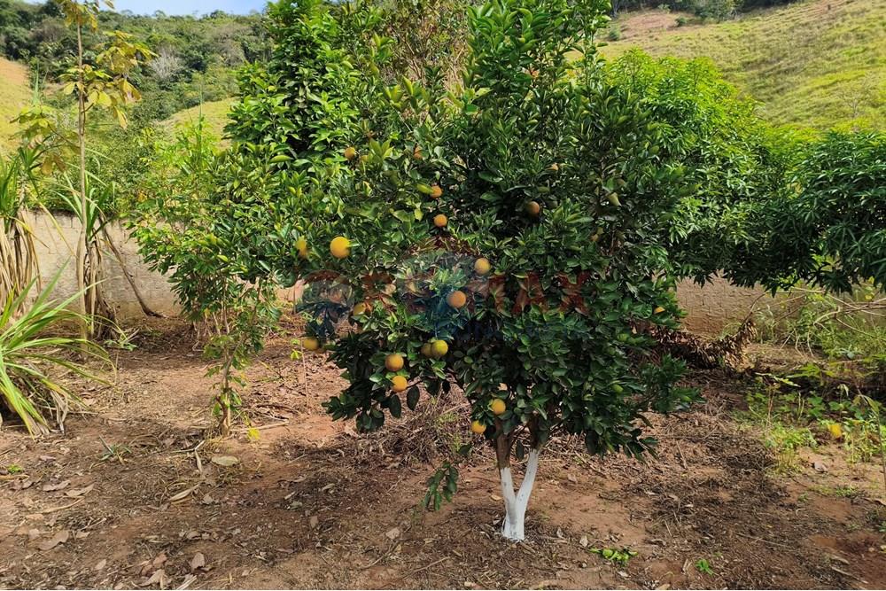 Chácara / Sítio / Fazenda - Venda - Ipanema , Minas Gerais - 4_image_4_watermark_sáb._21062025_165406.jpg - 870451013-66