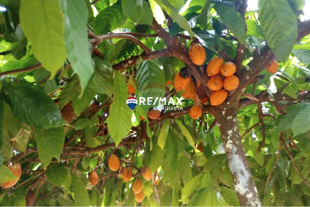 Chácara / Sítio / Fazenda - Venda - Ipanema , Minas Gerais - 3_image_3_watermark_seg._12052025_100556.jpg - 870451004-100