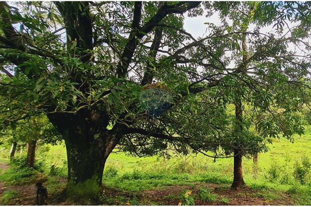 Fazenda - Venda - Pedro Leopoldo , Minas Gerais - WhatsApp Image 2025-12-11 at 15.20.32.jpeg - 870411117-34