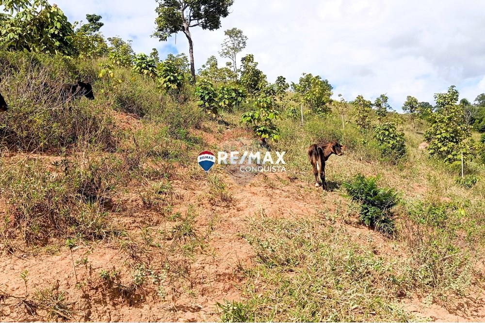 Chácara / Sítio / Fazenda - Venda - Conceição de Ipanema , Minas Gerais - 5_image_5_watermark_sáb._12042025_141923.jpg - 870451013-61