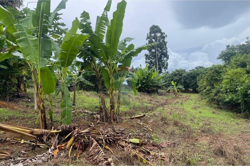 Fazenda - Venda - Araxá , Minas Gerais - 20.jpeg - Jardim Externo - 870431045-58