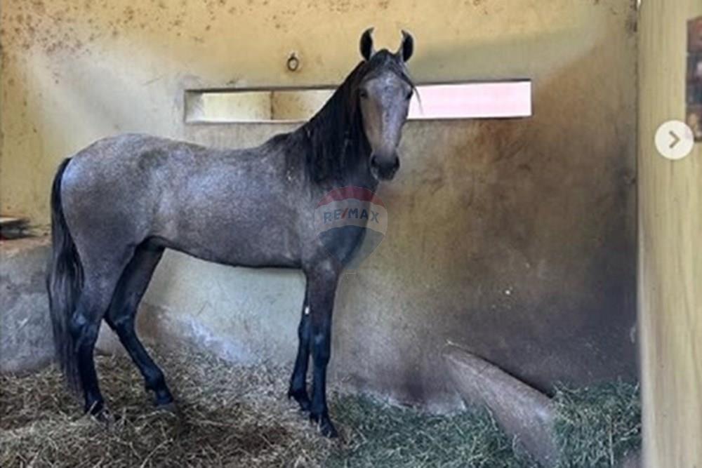 Fazenda - Venda - Sete Lagoas , Minas Gerais - haras 1.jpg - 870411101-16