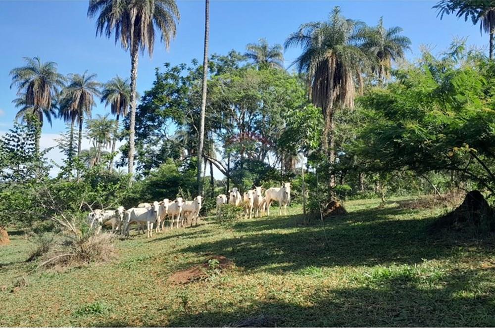 Terreno - Venda - Lagoa Santa , Minas Gerais - FOTO12 FAZENDA .jpg - Loft - 870421119-51