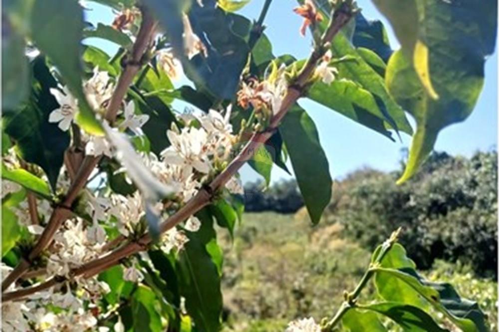 Chácara / Sítio / Fazenda - Venda - Piumhi , Minas Gerais - 20250816_113630.jpg - 870411101-9