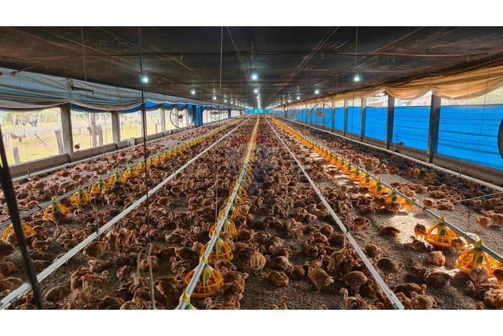 Chácara / Sítio / Fazenda - Venda - Uberaba , Minas Gerais - 01 Fazenda Venda R$ 6.500.000 em Uberaba na Remax 870291025-115.jpeg - 870291025-115