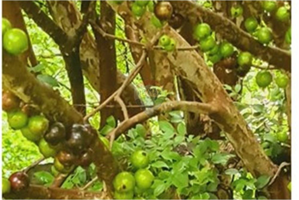 Fazenda - Venda - Pedro Leopoldo , Minas Gerais - WhatsApp Image 2025-12-11 at 15.19.17.jpeg - 870411117-34