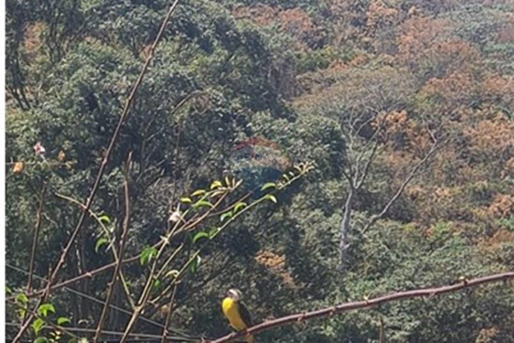 Chácara / Sítio / Fazenda - Venda - Casa Grande , Minas Gerais - foto 36.jpeg - 870411117-20