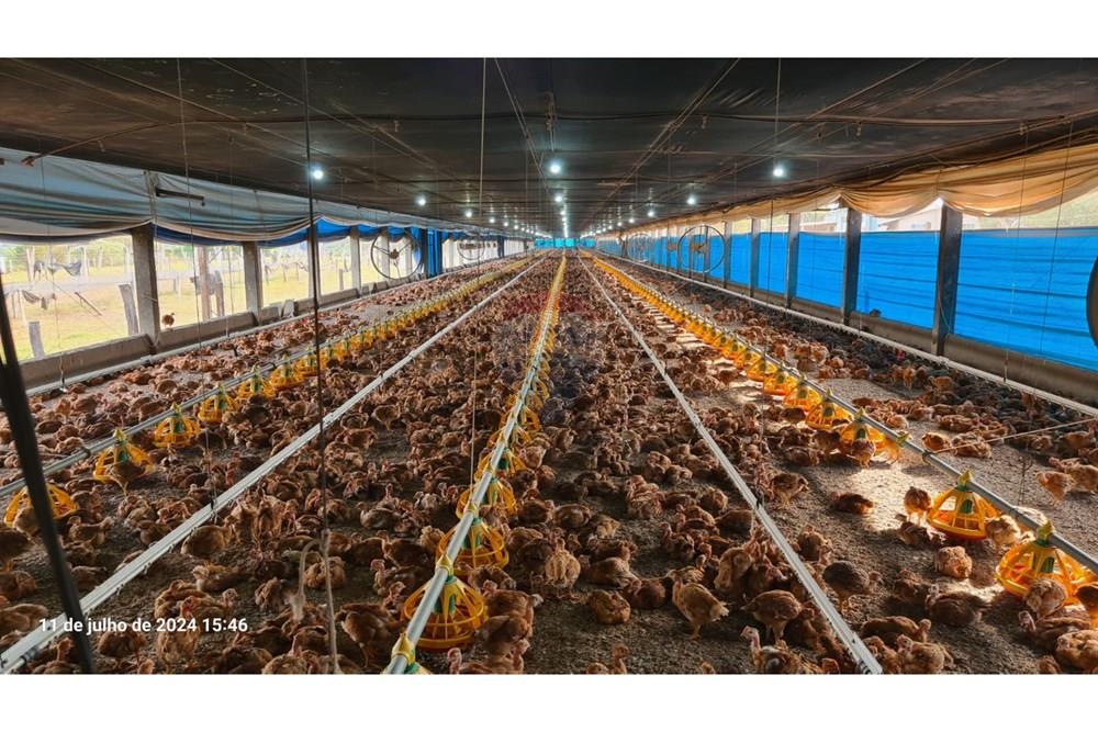 Chácara / Sítio / Fazenda - Venda - Uberaba , Minas Gerais -  (1).jpeg - 870291025-115