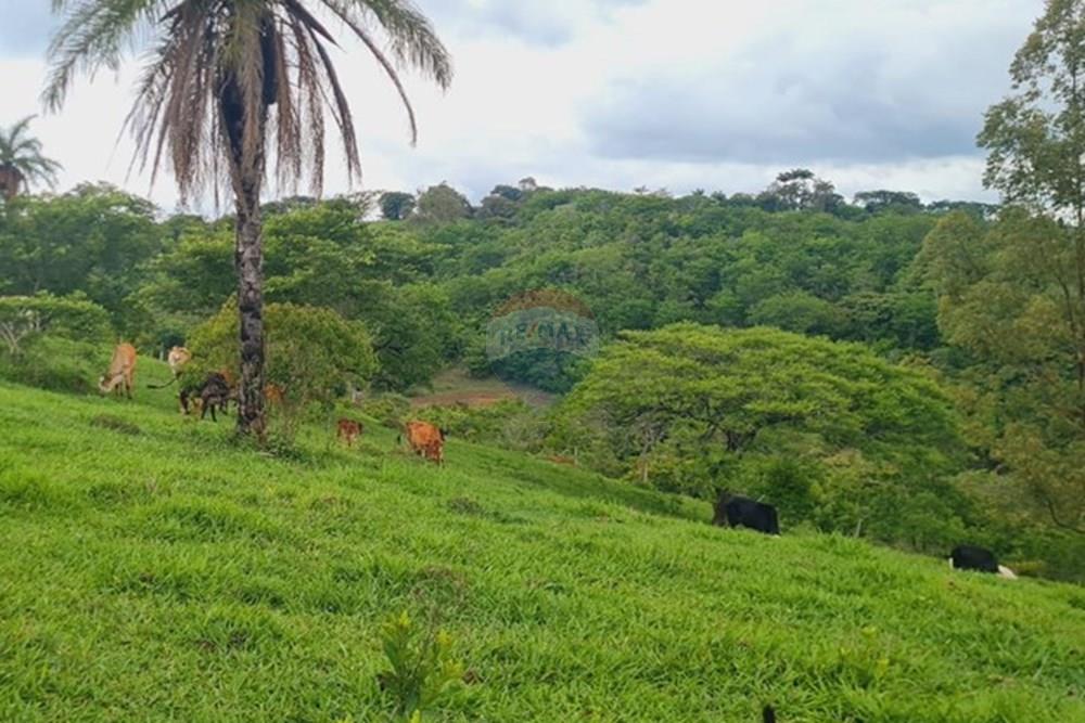 Fazenda - Venda - Pedro Leopoldo , Minas Gerais - WhatsApp Image 2025-12-11 at 15.16.51.jpeg - 870411117-34
