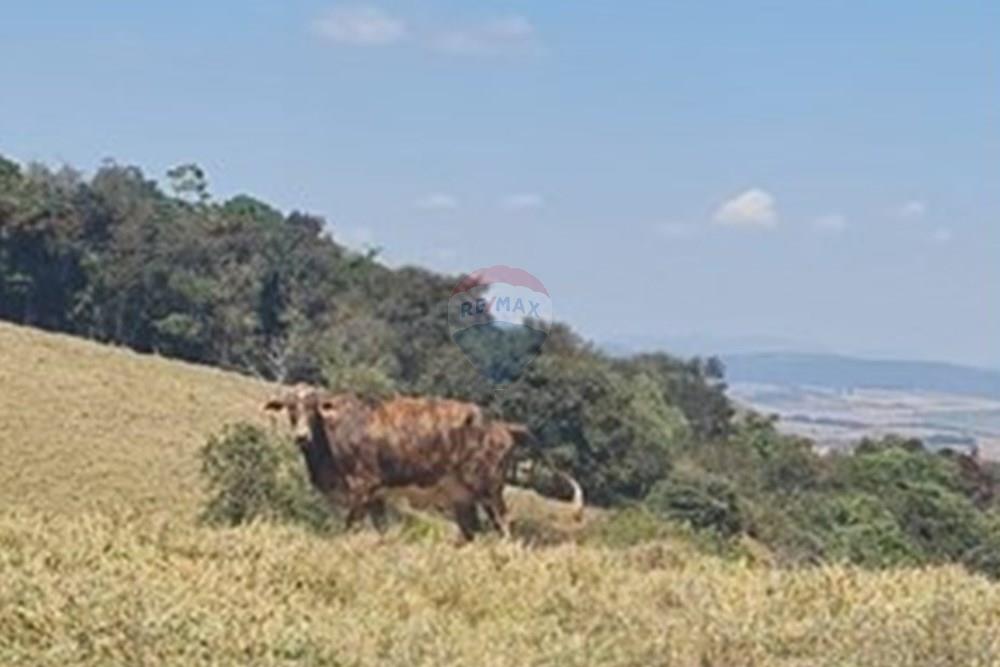 Chácara / Sítio / Fazenda - Venda - Casa Grande , Minas Gerais - foto 20.jpeg - 870411117-20