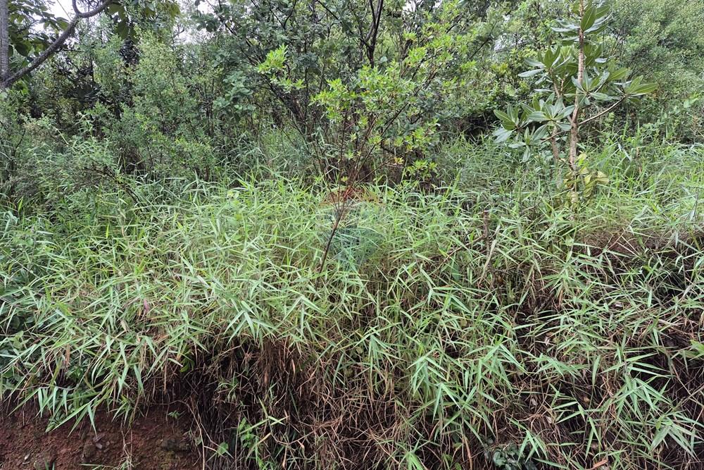 Terreno - Venda - Nova Lima , Minas Gerais - 20260318_105151.jpg - 870421084-35