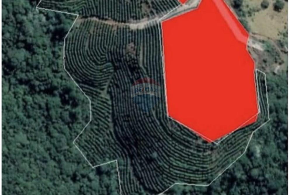 Chácara / Sítio / Fazenda - Venda - Casa Grande , Minas Gerais - foto 5.jpeg - 870411117-20