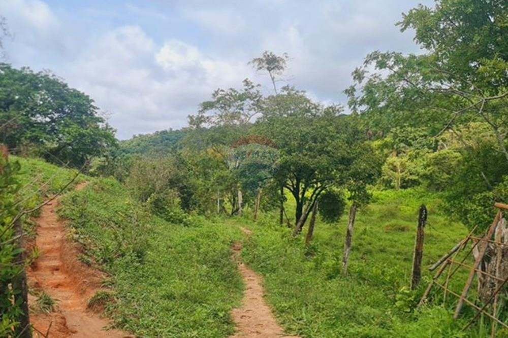 Fazenda - Venda - Pedro Leopoldo , Minas Gerais - foto 41.jpeg - 870411117-34