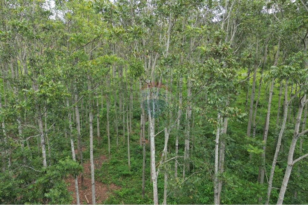 Fazenda - Venda - Caconde , São Paulo - DJI_0076.JPG - 870361041-102