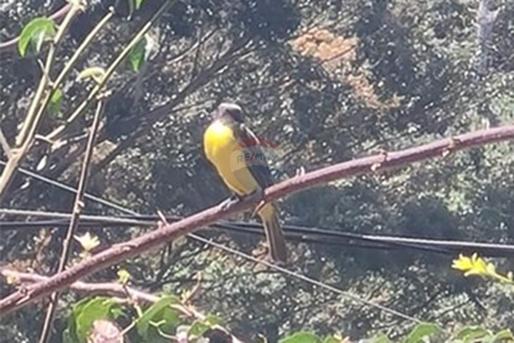 Chácara / Sítio / Fazenda - Venda - Casa Grande , Minas Gerais - foto 35.jpeg - 870411117-20