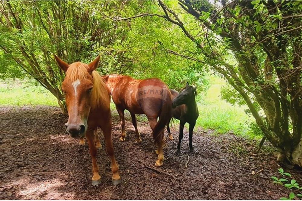 Fazenda - Venda - Pedro Leopoldo , Minas Gerais - WhatsApp Image 2025-12-11 at 16.48.18 (1).jpeg - 870411117-34
